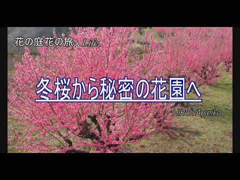 冬桜、彼岸桜 植物