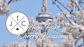 Toronto's High Park - Cherry Blossoms have arrived!