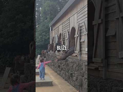 holčička krmí koně #czsk #vtipnávidea #vtip #komedie #sranda