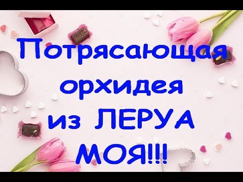 ПОТРЯСАЮЩАЯ ОРХИДЕЯ:корни,ПЕРЕСАДКА (новинка из ЛЕРУА).Привет для Юлии!