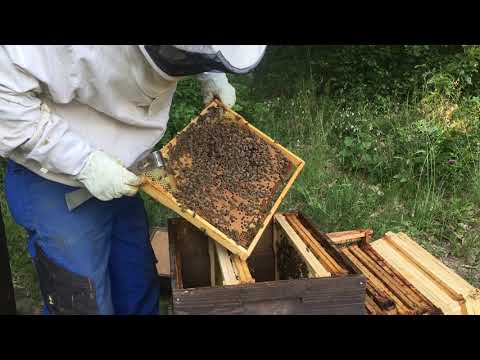 Carnica-Ableger Nr.003 am 09.06.2019