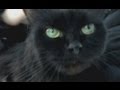 Кот крысолов(Сat ratcatcher) 