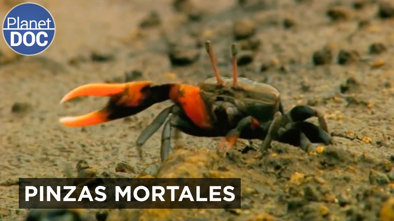 La Fascinante Vida del Cangrejo: ¿por qué caminan de lado? | Planet DOC