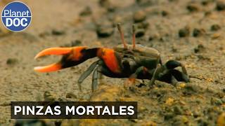 Thumbnail del capítulo
