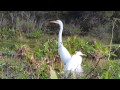 Great Egret Flying Back Video8