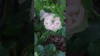 Download lagu Whitby abbey  #roses #flowers #rosegarden #gardening #flower #roses mp3