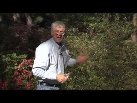Walter Reeves - When And How To Prune Azaleas