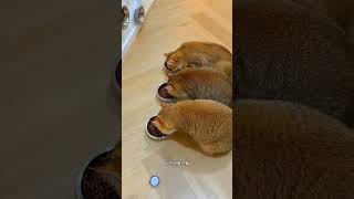 Gatinhos Surpreendem Dono após Voltar de Férias 😻❤️