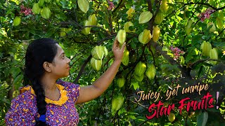 Juicy yet unripe Star fruits was the  Star  of our