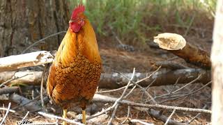 Eels - I Like Birds - Music video feat. Hawaiian Stilts, Nene Geese, and Honeycreepers