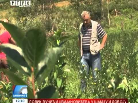 Rutava buba uništila plantažu aronije