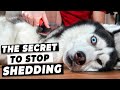 How To Stop Dog Shedding (Easy Tricks from A Vet)