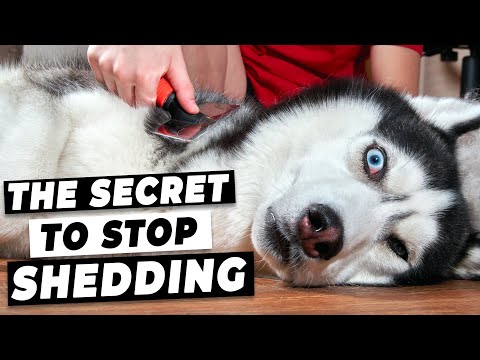 YouTube video about: Why do dogs shed in the fall?