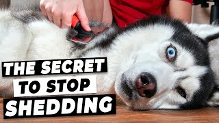How To Stop Dog Shedding (Easy Tricks from A Vet)