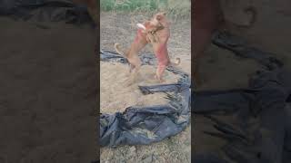 polythene faad di appe gappe nhi