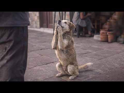 A Stray Dog Chased Us for Miles in Bolivia Begging... Until We Promised Him a Forever Home!!!