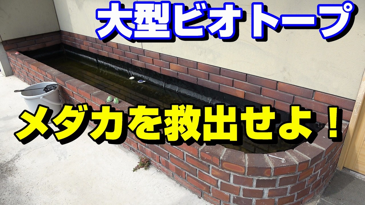 メダカの引っ越し　強力水中ポンプで吸い出せ！