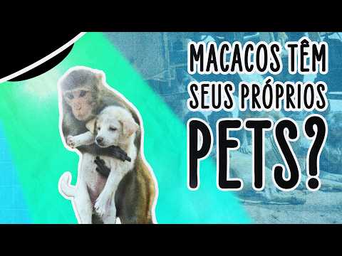 MACACOS PODEM TER ANIMAIS DE ESTIMAÇÃO, DIZ ESTUDO | ABDUÇÃO