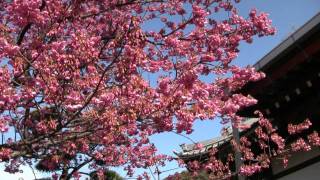 preview picture of video '2012春　土肥桜開花（萬福寺）伊豆市土肥　izu-city toi Cherry Blossoms'