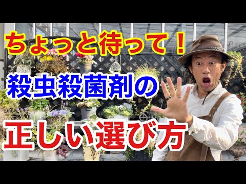 園芸 除虫菊、使用には注意が必要な天然殺虫剤