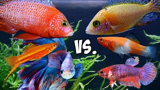 Download lagu Battle Of The SEXES! Male Fish Vs. Female Fish mp3 Download lagu Battle Of The SEXES! Male Fish Vs. Female Fish mp3