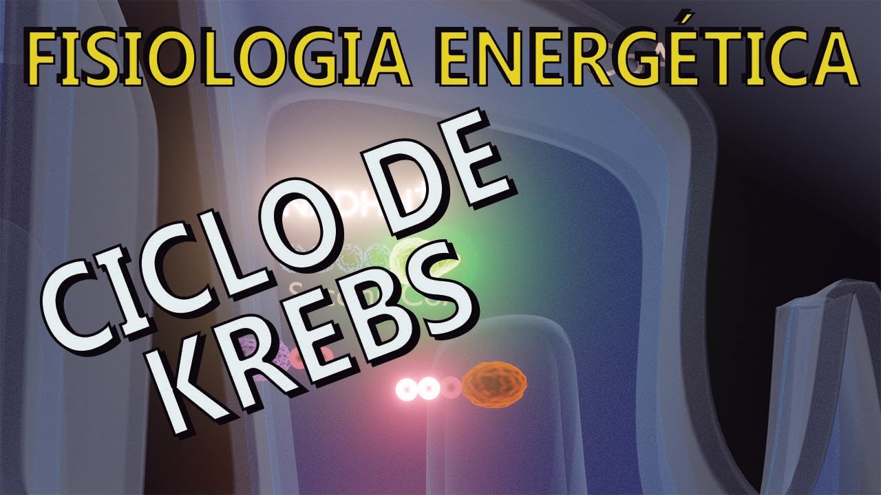 Aula 15 - ciclo de Krebs (todas as fases do Ciclo de Krebs) e a produção de ATP, NADH+H+ e FADH2.