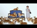 Dogs 101 Pembroke Welsh Corgi