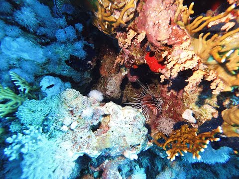 241027 Dives in the Red Sea - Ras Umm Sid #2 - October 2024