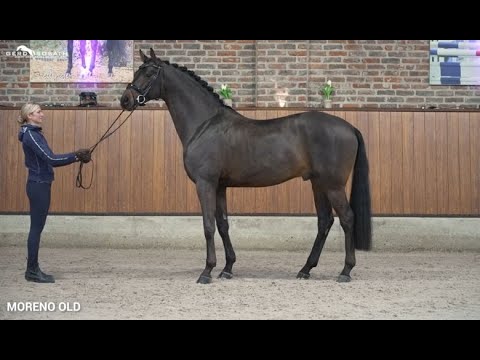 Moreno OLD *2017 von Morricone I x San Amour I | Sosath Hengstschau 2022