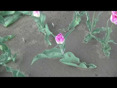 トライアンフチューリップ 植物