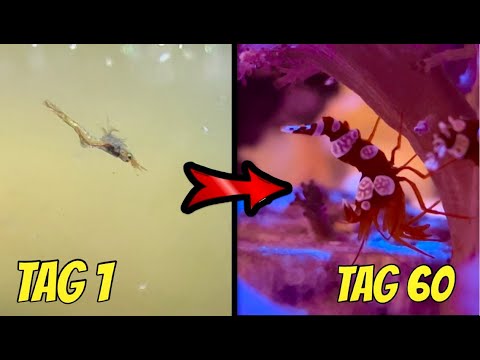 MEERWASSER GARNELEN ZÜCHTEN😱: Thor Amboinensis - Mein neues Zuchtprojekt (Teil1: die Vorbereitungen)