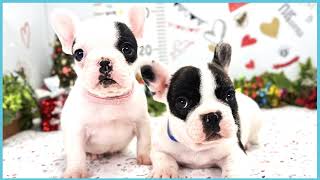 ペットショップCOO&RIKU No00703798(フレンチブルドッグ)