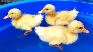 Bebek Berenang Ayam Bertelur Bebek Angsa Dikuali N