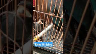 Download lagu MASTERAN TENGKEK BUTO GACOR BOCOR JOS!! mp3