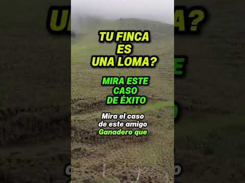Finca en loma y sin maquinaria? Mira lo que hizo este ganadero en el Tolima 🐄