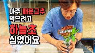 고추 보다 20배나 더 매운 하늘고추를 아시나요 ?