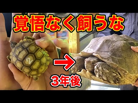 チチュウカイリクガメ ヘルマンニ