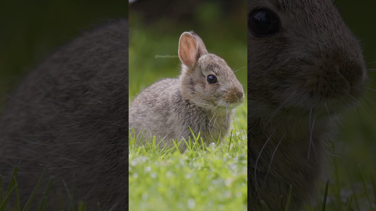 Eastern Cottontail Rabbit Biology and Foraging Behavior