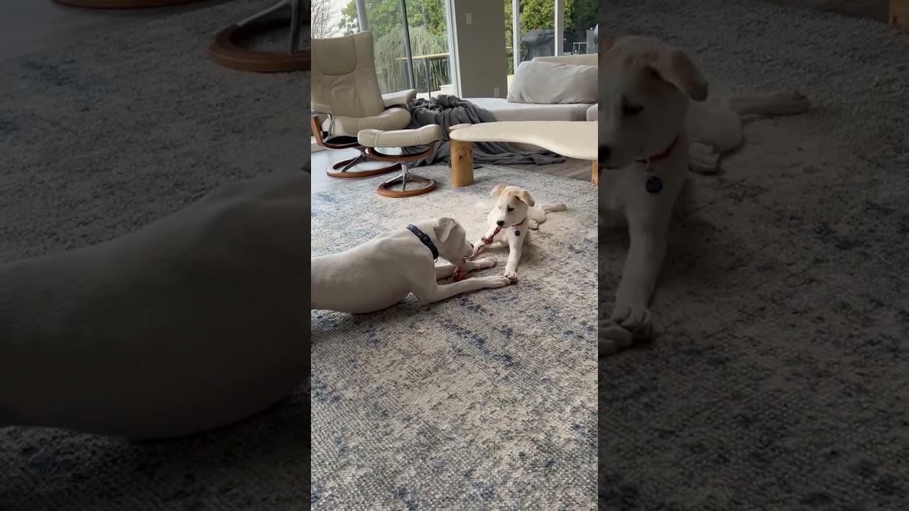 Enlarge Jake is in Seattle!, a ADOPTABLE mixed breed in Redmond, WA video 6/6