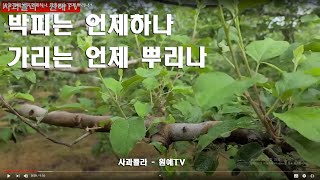 [사과재배] 박피 언제하나. 가리(K)는 언제 뿌리나 ?