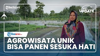 Berlibur ke Lokasi Berkonsep Agrowisata, Desa Tanjung Raya Bolehkan Pengunjung Panen Sesuka Hati