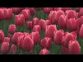 Betaling voor Tulpenroute Flevoland moet massatoerisme voorkomen