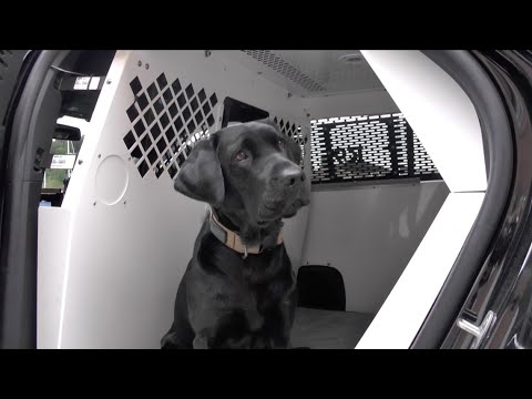 Partners in crime fighting at Norwich PD |  FOX61 Student News