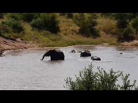 Djuma: Elephant herd having a pool party-Pt:3 - 09:59 - 03/19/20
