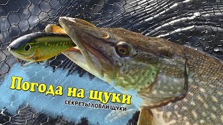 Как влияет листопад на клев щуки