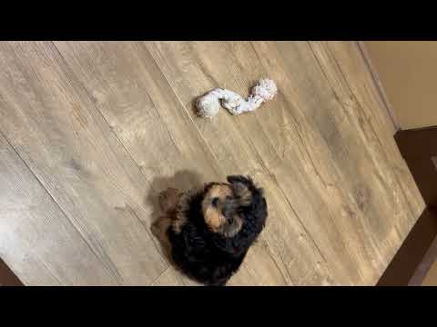 Mini Aussiedoodle - 4791 video preview