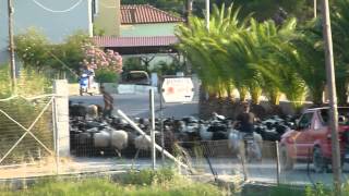 preview picture of video 'Kudde geiten loopt over straat in stad Petra op eiland Lesbos Griekenland.'