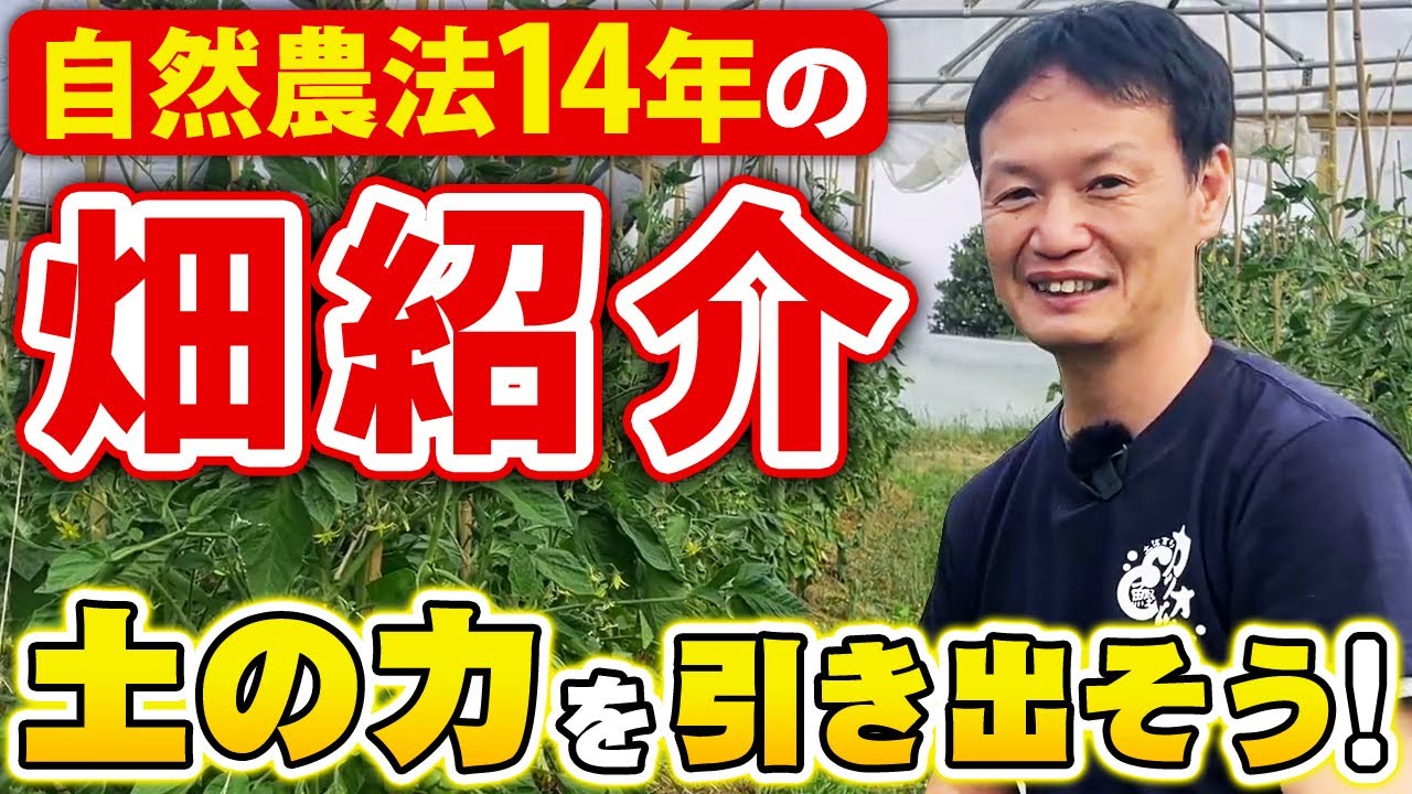 無肥料・無農薬14年!土の力で育つ畑