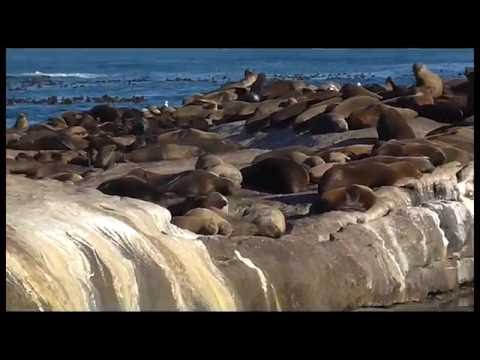 Penisola del Capo, foche, pinguini e balene - Cape Peninsula