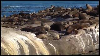 Penisola del Capo, foche, pinguini e balene - Cape Peninsula